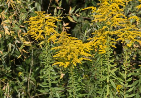 Canadian Solidago - Decorative and Medicinal Plant. Tall plants with small bright yellow flowers. Sunny weather, autumn.
