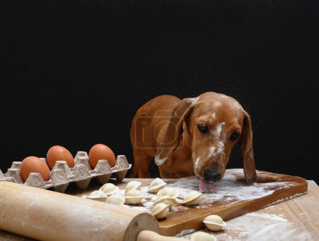 Téléchargez les photos : Un chien roux fait des boulettes russes dans la cuisine d'une ferme, regardant la table. Il y a de la farine et des boulettes crues sur la table. - en image libre de droit