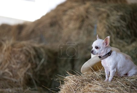 Photo for A little white Chihuahua dog sits among the big haystacks in the hayloft on a hot summer day, looking intently to the side. Next to the dog lies a beautiful summer straw hat. - Royalty Free Image