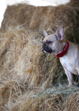 Photo for A bulldog dog stands in the hayloft among large haystacks in a romantic setting, staring intently to the side. The dog is wearing a stylish red collar. - Royalty Free Image