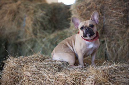 Photo for A bulldog is curved up in the hayloft among the large haystacks in a romantic setting, looking intently toward the camera. The dog is wearing a stylish red collar. - Royalty Free Image