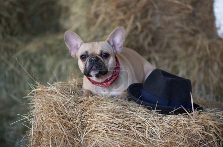 Photo for A bulldog dog is resting on a hayloft among large haystacks in a romantic setting, looking intently toward the camera. Next to the dog lies a stylish black hat. - Royalty Free Image