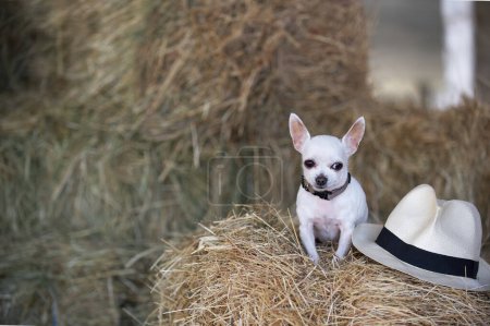 Photo for A small white chihuahua dog sits in a hayloft in a hot summer among large haystacks, looking attentively at the camera. Next to the dog lies a summer straw hat. - Royalty Free Image