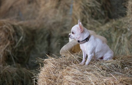 Photo for A small Chihuahua dog sits sideways among the large haystacks in the hayloft, looking away on a hot summer day. Next to the dog lies a stylish straw hat. - Royalty Free Image