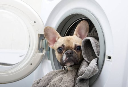Bulldogge guckt aus der Waschmaschine, die zwischen gewaschener Wäsche liegt, und blickt in die Kamera. Hausgemachte Wäsche und ein Hund.