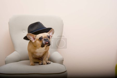 A bulldog dog sits in a cozy chair with a stylish hat on his head and stares intently out. French bulldog in the image of a detective.
