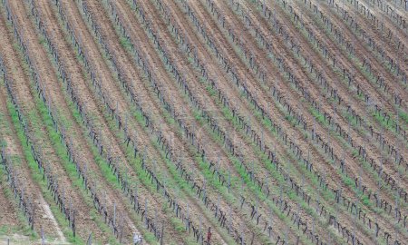 Numerous rows of young vines stretching far to the horizon in sunny weather. Panoramic photograph of a large vineyard plantation with shallow depth of field for scale.