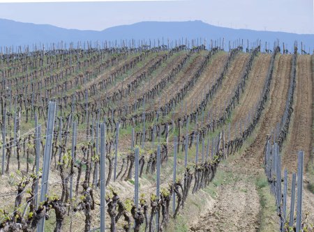 Plantation of rows of green vines stretching to the horizon in sunny spring weather. Panoramic photo of a vineyard plantation with shallow depth of field for scale.