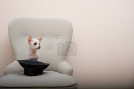 Entzückender Chihuahua-Hund, der in einem gemütlichen Stuhl sitzt, hinter einem stylischen schwarzen Hut hervorlugt und wegschaut. Kleiner weißer Hund posiert im heimischen Interieur neben dem Hut.