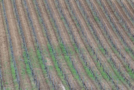 Mehrere Reihen junger Reben auf einer Weinbergsplantage für die Weinproduktion bei sonnigem Frühlingswetter. Panoramafoto der Weinbergsplantage mit geringer Schärfentiefe für den Maßstab.