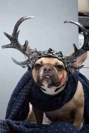 Bulldogge ist bereit für die Halloween-Feier und trägt große Hörner erhobenen Hauptes. Entzückender Hund im Bild eines furchterregenden blutrünstigen Tieres mit einem Gesicht, das mit roter Farbe beschmiert ist.