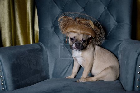 A funny bulldog dog in a stylish woman's hat with a veil sits in a chair under the light of an electric lamp. A dog in a fashionable hat resting in the living room.