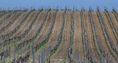Many even rows of young green vines in a vineyard plantation for wine production in sunny spring weather. Panoramic photograph of a vineyard plantation with shallow depth of field to convey scale.