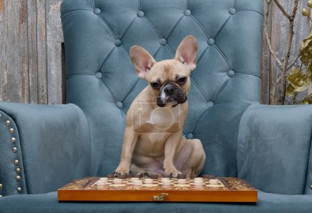 A bulldog dog sits in an armchair and plays the board game checkers with passion, thinking about the tactics of the game. In front of the dog lies a wooden board with checkers spread on it. Photo with a shallow depth of field.