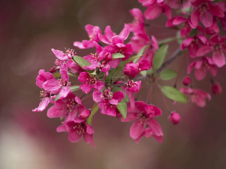 Photo for Japanese flowering plant pretty pink flowers blooming - Royalty Free Image