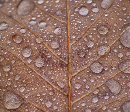 closeup of leaf covered in beads of water