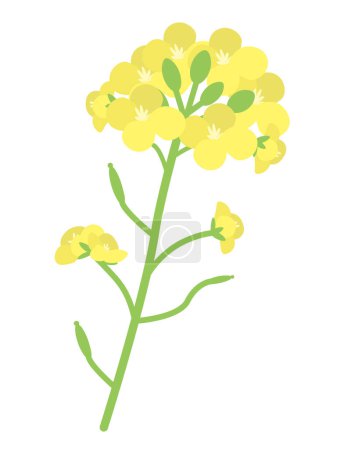 Téléchargez les illustrations : 1 rape blossom. Simple flat design. Flowers blooming in spring. - en licence libre de droit