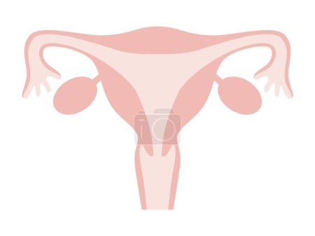 Ilustración de Flat illustration of female womb. It represents a normal state without disease. - Imagen libre de derechos