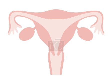Flat illustration of female womb. It represents a normal state without disease.