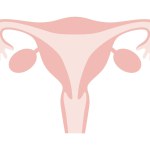 Flat illustration of female womb. It represents a normal state without disease.