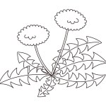 Cute dandelion line drawing illustration. Illustration for coloring book for children.