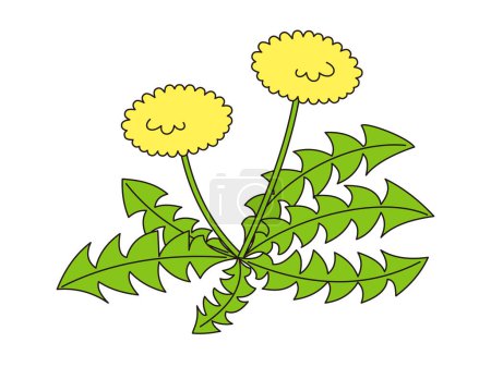 Cute illustration of a dandelion with two flowers. Simple illustrations for children