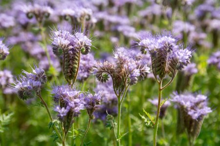 Photo for Phacelia blooming in the field - Royalty Free Image