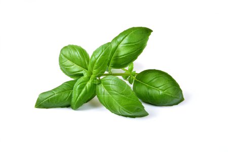 Photo for Basil leaf on white background - Royalty Free Image