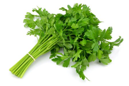 Photo for Parsley on a white background - Royalty Free Image