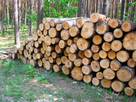 Téléchargez les photos : Grumes de pin dans la forêt - en image libre de droit