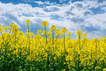 rapeseed flowers against the sky
