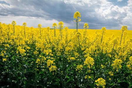 rapeseed flowers against the sky