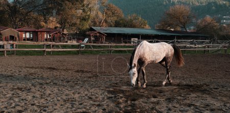 Foto de Dapple caballo gris libre en manege o paddock correr jugando, fondo de la aldea, equitación ambiente club deportivo - Imagen libre de derechos