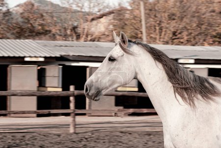 Foto de Caballo blanco al aire libre en granja de caballos corriendo gratis - Imagen libre de derechos