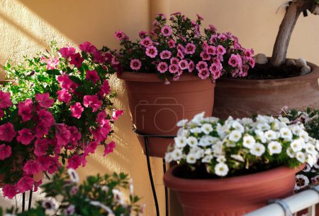 Foto de Flores coloridas brillantes del pote en balcón, decoración al aire libre, colores del verano en la calle - Imagen libre de derechos