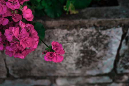 Foto de Pelargonio o geranio en plena floración en el jardín viejo con paredes de piedra, primavera, temporada de verano - Imagen libre de derechos