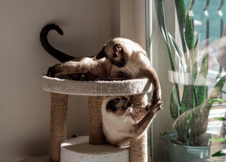 Foto de Dos siameses gatos jugando en soleado día en la parte superior de gato casa - Imagen libre de derechos