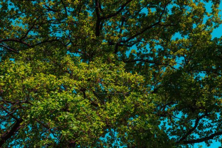 Photo for Beautiful nature, trees on sky background, natural wallpaper, wood or forest - Royalty Free Image