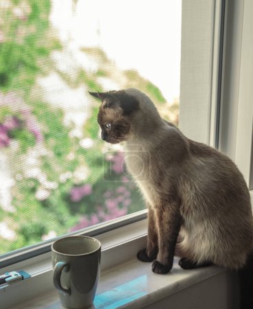 Foto de Pausa café con siamés gato en ventana alféizar mirando fuera a través de mascota red segura - Imagen libre de derechos