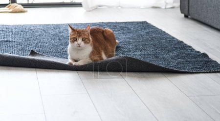 Foto de Gato gordo rojo que juega con la alfombra en el país, interrior gris blanco claro, adopción animal de la calle, vida interior de la mascota - Imagen libre de derechos