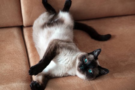 Foto de Young siamese cat or thai breed feline on the couch showing tummy in hot weather indoor pet - Imagen libre de derechos