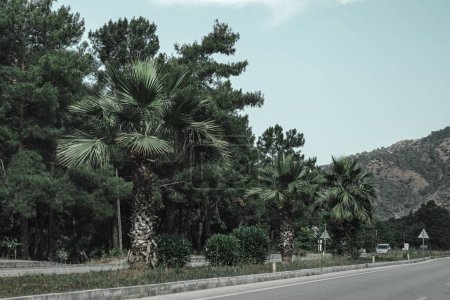 Foto de Viaje en coche, carretera con palmeras, exótico, destino tropical sur, cielo azul, paisaje de montaña - Imagen libre de derechos