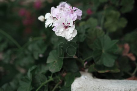 Photo for White geranium, Pelargonium blooming flowers outdoors in the garden, stone wall, beautiful inner yard decoration natural - Royalty Free Image