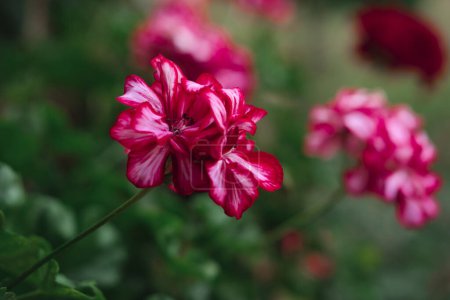 Photo for Geranium, Pelargonium blooming flowers outdoors in the garden, stone wall, beautiful inner yard decoration natural - Royalty Free Image