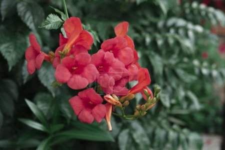 Foto de China rosa o hibisco fondo floral, jardín de verano cálido soleado - Imagen libre de derechos