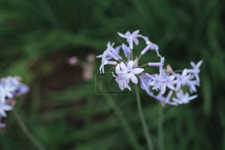 Foto de Flores de bulbo de primavera, diminuta forma de estrella azul florecen en el jardín - Imagen libre de derechos
