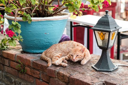 Photo for Amazing street red cat sleeping on brick wall, flowers in pot, shelter afternoon time, bright mediterranean lazy  day - Royalty Free Image