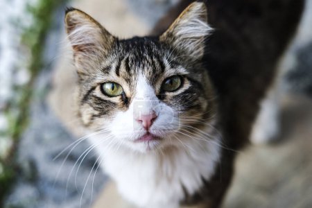 Foto de Lindo gato retrato de cerca, sin raza, rosa nariz, gris y blanco esponjoso piel - Imagen libre de derechos