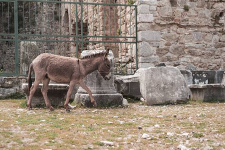 Photo for A lonely doneky in natural environment in open air museum of ancient roman ruins - Royalty Free Image