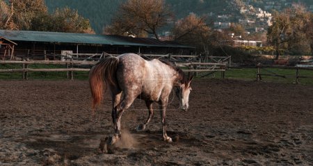 dapple Schimmel Pferd frei in Manege oder Koppel laufen spielen, Dorf Hintergrund, Reitsportverein Umgebung
